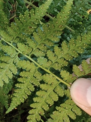 Microlepia nepalensis