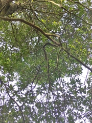 Elaeocarpus decipiens