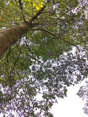 Elaeocarpus decipiens