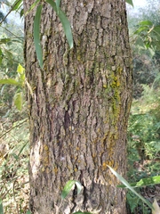 Elaeocarpus decipiens