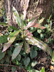 Elaeocarpus decipiens