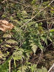 Diplazium hachijoense