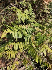 Diplazium hachijoense