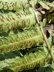 Diplazium hachijoense