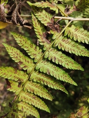 Diplazium hachijoense