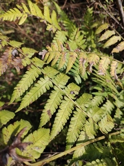 Diplazium hachijoense