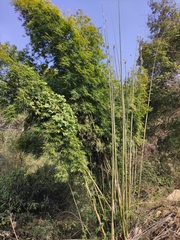 Bambusa chungii
