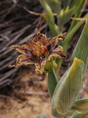 Ferraria divaricata
