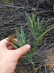Ferraria divaricata