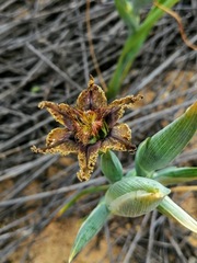 Ferraria divaricata