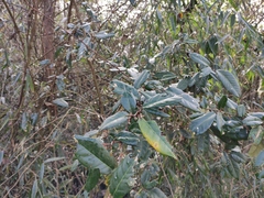 Elaeagnus lanceolata