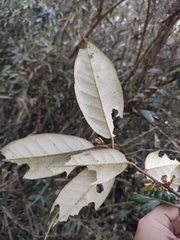 Elaeagnus lanceolata