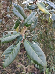 Elaeagnus lanceolata