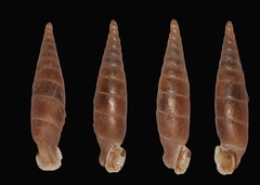 Idyla bicristata