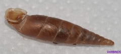 Idyla bicristata