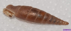 Idyla bicristata