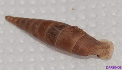 Idyla bicristata