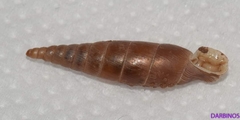 Idyla bicristata