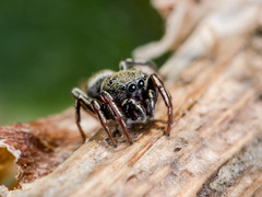 Heliophanus forcipifer