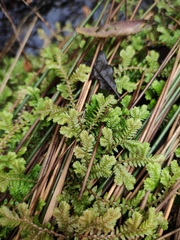 Selaginella uncinata