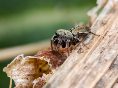 Heliophanus forcipifer