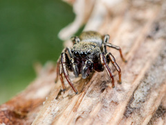 Heliophanus forcipifer