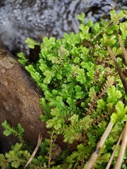 Selaginella uncinata