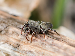 Heliophanus forcipifer
