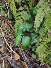 Artemisia lactiflora