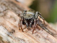 Heliophanus forcipifer