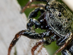 Heliophanus forcipifer