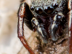 Heliophanus forcipifer