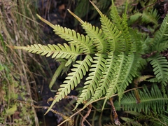 Pteris oshimensis