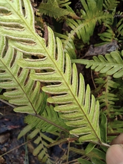Pteris oshimensis