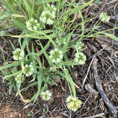 Dactyloctenium radulans