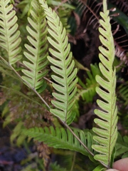 Pteris oshimensis