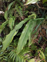 Alpinia japonica
