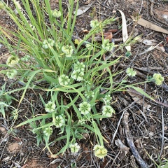 Dactyloctenium radulans