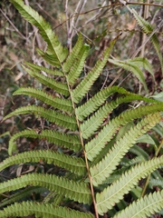 Christella acuminata