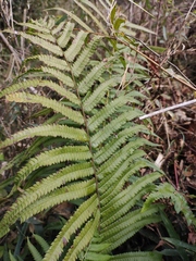 Christella acuminata