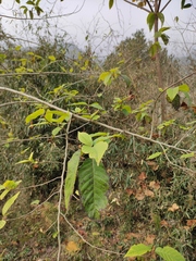 Camptotheca acuminata