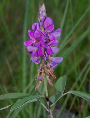 Grona heterocarpos strigosa