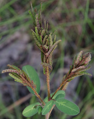 Grona heterocarpos strigosa