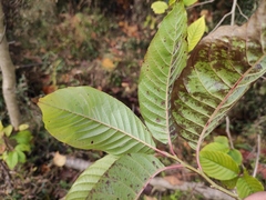 Camptotheca acuminata