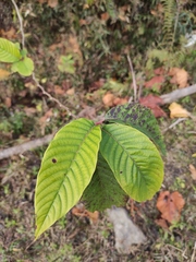 Camptotheca acuminata