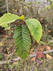 Camptotheca acuminata