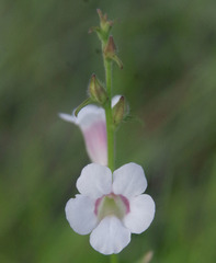 Centranthera cochinchinensis