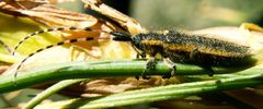 Agapanthia probsti