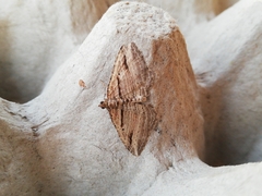 Costaconvexa polygrammata
