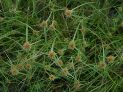 Rhynchospora heterochaeta